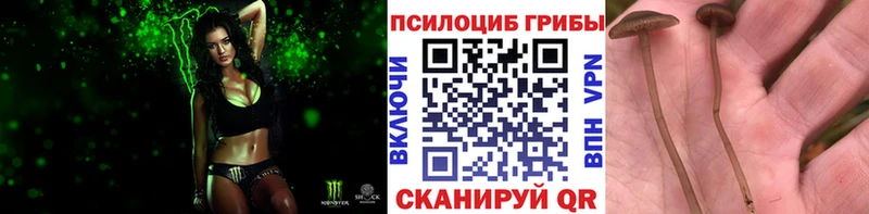 Галлюциногенные грибы мицелий  дарнет шоп  Тбилисская 